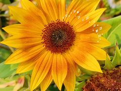 -花开海上生态园