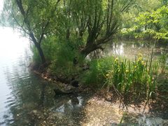 -长兴太湖图影湿地文化园