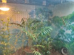-上海大自然野生昆虫馆(东方明珠·爬宠昆虫探索中心)