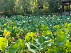 -渭南桃花源民俗文化园