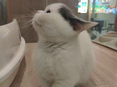 -BABIT巴比特宠物(MOMOPARK店)