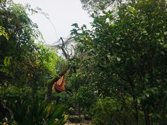 -南岳衡山风景名胜区-南岳大庙