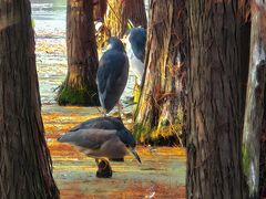 -白鹭湾湿地公园