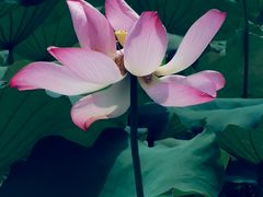 -八大山人梅湖景区