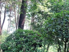 -铁山坪森林公园