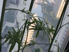-新湖明珠城