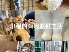 -楼上猫咖(罗湖店)