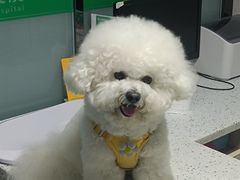 -半岛宠物医院24小时(科华中路店)