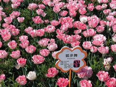 -荷兰花海