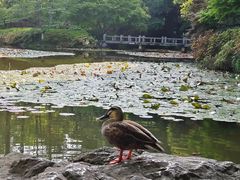 -杭州植物园