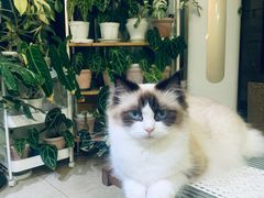 -Rabbit Cafe私房西餐甜点咖啡(栖霞路店)