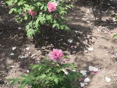 -黑龙江省森林植物园