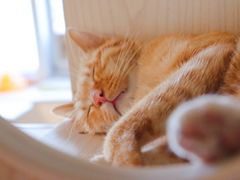 -Cappucimeow猫咪咖啡馆(韦伯时代店)
