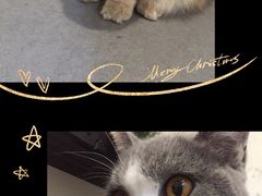 -有猫主题·治愈系猫咖(曾厝垵店)