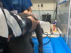-瑞派·关忠动物医院·猫专科·犬专科(三环新城店)