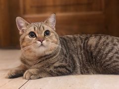 -猫大福·Fortune Cat猫舍(百子湾店)