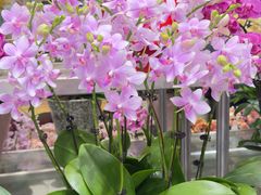 -双季花艺园艺市场(浦东店)