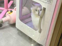 -瑞鹏宠物医院·骨科·猫科·内科(第一中心)