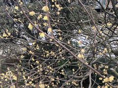 -香雪海