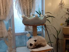 -共舞时光猫咖·狗咖(新街口店)