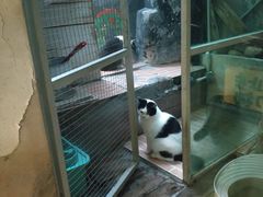 -猫咪博物馆(顶澳仔猫街店)