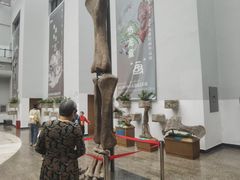 -自贡恐龙博物馆