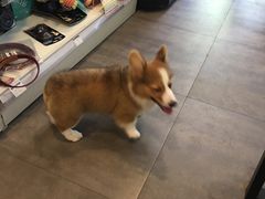-PETKIT小佩宠物(古北店)
