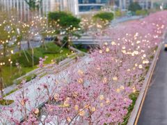 -深圳湾万象城(南山店)