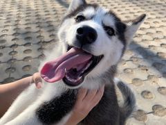 -宠福鑫康馨动物医院·骨科·眼科