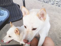 -柴犬高等学院·狗咖·柴犬售卖·宠物训练