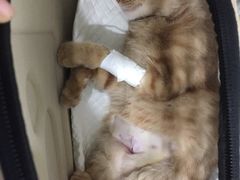-伟伟宠物医院·CT影像中心·瑞派犬猫综合性门诊(汉口总院)