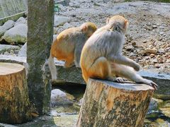 -姑婆山旅游区