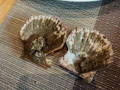 -齐河孔雀王温泉酒店·金孔雀自助百汇