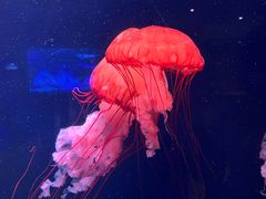 -亚龙湾海底世界