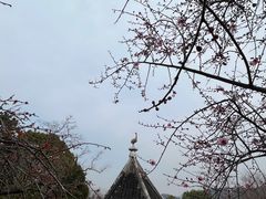 -香雪海