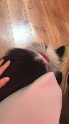 -HAIR PORN STUDIO