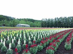 -富田农场