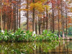 -重庆彩云湖湿地公园