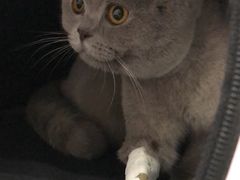 -伟伟宠物医院·CT影像中心·瑞派犬猫综合性门诊(汉口总院)