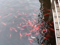 -麦当劳(凯德广场店)