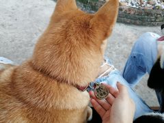 -柴犬高等学院·狗咖·柴犬售卖·宠物训练