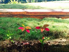 -三亚珠江南田温泉度假区