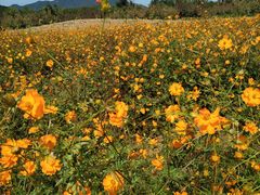 -北京东方普罗旺斯薰衣草庄园