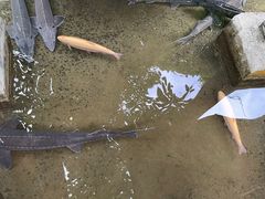-源泉冷水鱼庄(小鱼洞店)