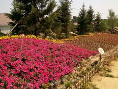 -北纬44度·金珠花海休闲农业旅游景区