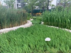 -活水公园