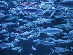 -正佳极地海洋世界