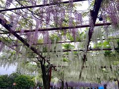-嘉定紫藤园
