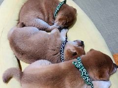 -逗柴咖啡屋·狗咖猫咖宠物桌游