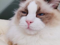 -HONGA HONGA雄家(曹路店)